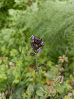 Salvia × sylvestris L.: flower