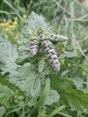 Salvia × sylvestris L.: other