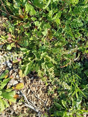 Salvia × sylvestris L.: habit