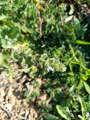 Salvia × sylvestris L.: flower