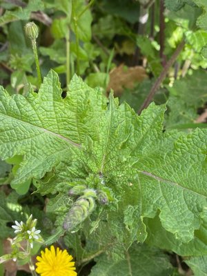 Salvia × sylvestris L.: leaf