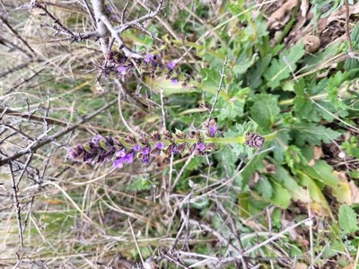 Salvia × sylvestris L.: flower
