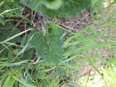 Salvia × sylvestris L.: leaf