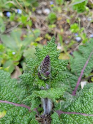 Salvia × sylvestris L.: flower