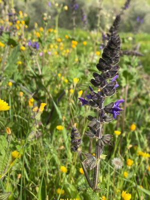 Salvia × sylvestris L.: flower