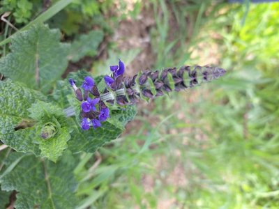Salvia × sylvestris L.: flower