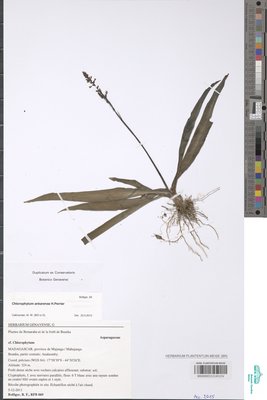 Chlorophytum ankarense H.Perrier