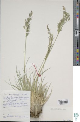 Deschampsia media (Gouan) Roem. & Schult.