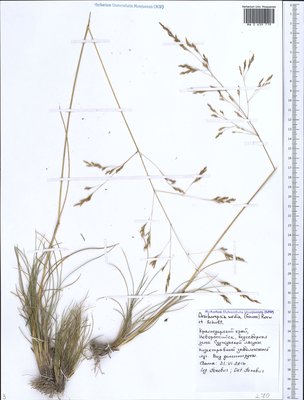 Deschampsia media (Gouan) Roem. & Schult. (Щучка средняя), Moscow University Herbarium