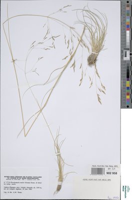 Deschampsia media (Gouan) Roem. & Schult.