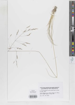 Deschampsia media subsp. media