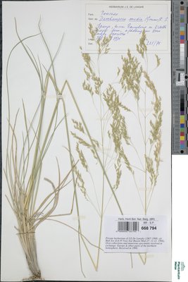Deschampsia media (Gouan) Roem. & Schult.