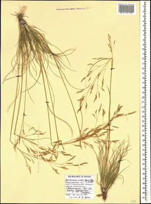 Deschampsia media (Gouan) Roem. & Schult. (Щучка средняя), Moscow University Herbarium