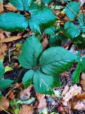 Rubus foliosus Weihe: leaf