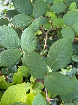 Rubus foliosus Weihe: leaf