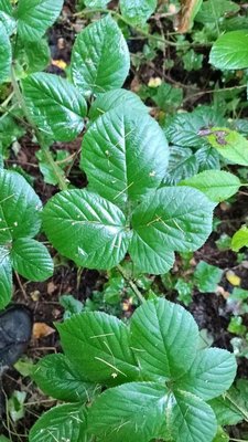 Rubus foliosus Weihe: leaf