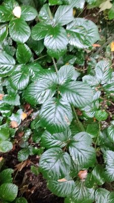 Rubus foliosus Weihe: leaf