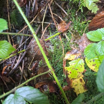 Rubus foliosus Weihe: bark