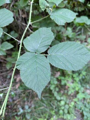 Rubus foliosus Weihe: leaf