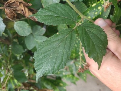 Rubus foliosus Weihe: leaf