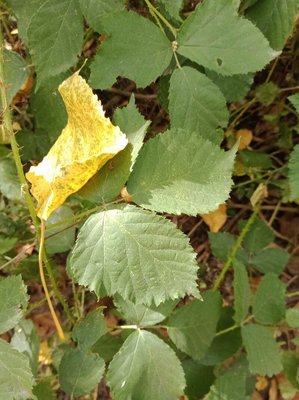 Rubus foliosus Weihe: leaf
