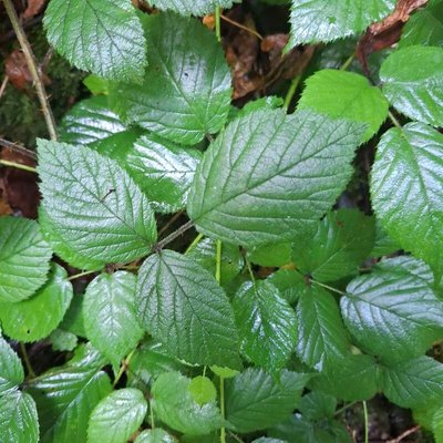 Rubus foliosus Weihe: leaf