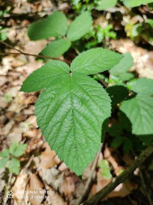 Rubus foliosus Weihe: leaf