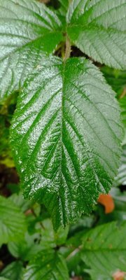 Rubus foliosus Weihe: leaf