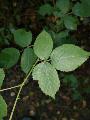 Rubus foliosus Weihe: leaf