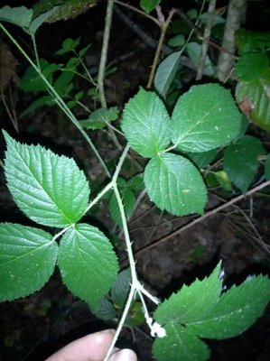 Rubus foliosus Weihe: leaf
