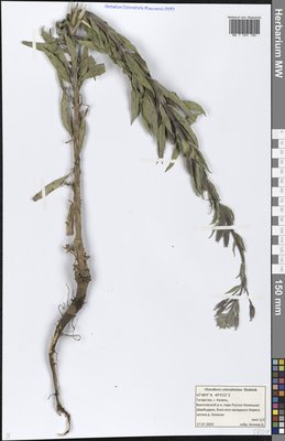 Oenothera × coloratissima Hudziok (Ослинник), Moscow University Herbarium