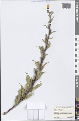 Oenothera × coloratissima Hudziok (Ослинник), Moscow University Herbarium