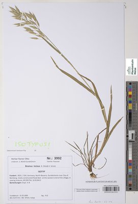 Bromus lepidus Holmb.