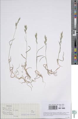 Bromus lepidus Holmb.
