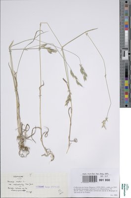 Bromus lepidus Holmb.