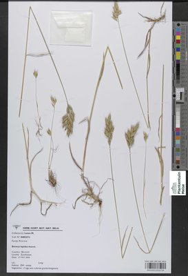 Bromus lepidus Holmb.