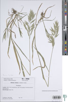 Bromus lepidus Holmb.