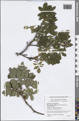 Rosa × archipelagica Tchubar (Шиповник), Moscow University Herbarium