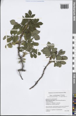 Rosa × archipelagica Tchubar (Шиповник), Moscow University Herbarium