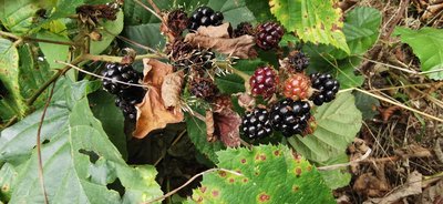 Rubus sprengelii Weihe: fruit