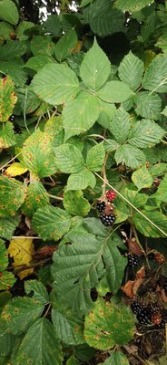 Rubus sprengelii Weihe: leaf
