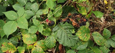Rubus sprengelii Weihe: habit