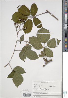 Rubus retrodentatus P.J.Müll. & Lefèvre