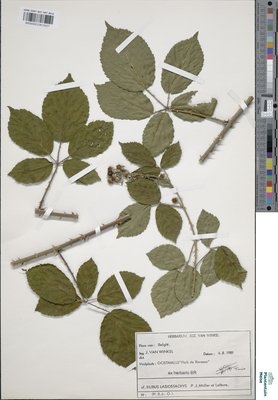 Rubus lasiostachys P.J.Müll. & Lefèvre