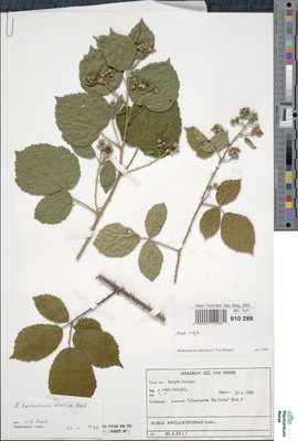 Rubus apiculatiformis Sudre