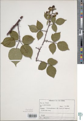 Rubus prionodontus Lefèvre ex P.J.Müll.