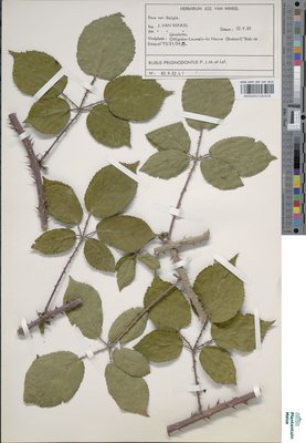 Rubus prionodontus Lefèvre ex P.J.Müll.