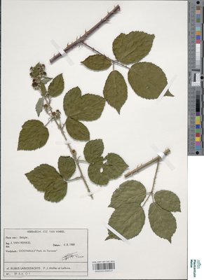Rubus lasiostachys P.J.Müll. & Lefèvre