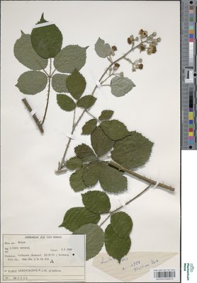 Rubus lasiostachys P.J.Müll. & Lefèvre