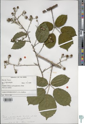 Rubus retrodentatus P.J.Müll. & Lefèvre